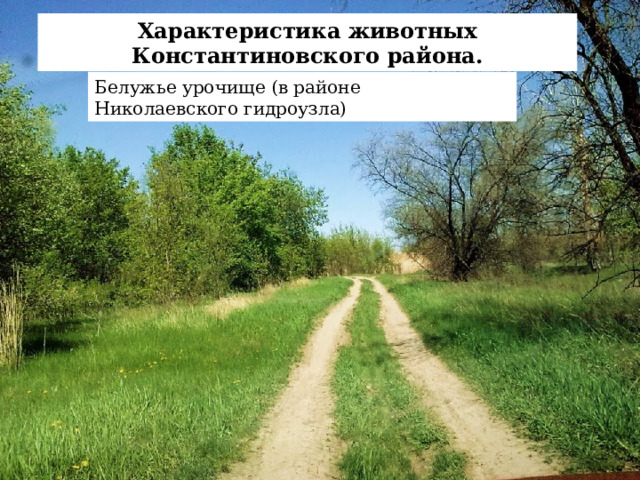 Характеристика животных Константиновского района. Белужье урочище (в районе Николаевского гидроузла) 