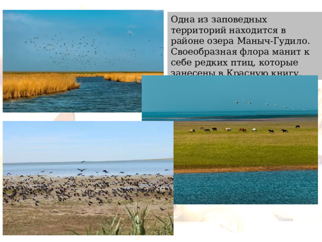 Одна из заповедных территорий находится в районе озера Маныч-Гудило. Своеобразная флора манит к себе редких птиц, которые занесены в Красную книгу. 