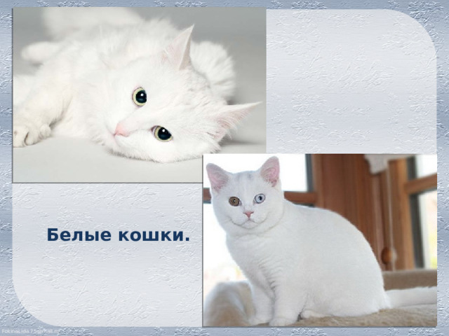 Белые кошки. 