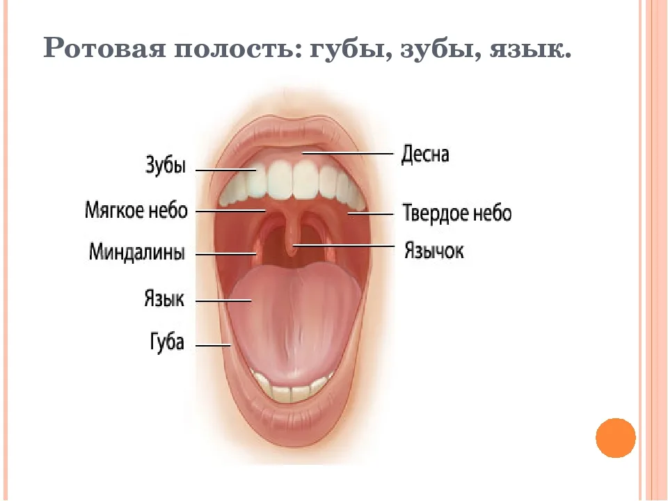 Ротовая полость зубы человека. Строение миндалин человека.