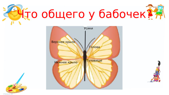 Что общего у бабочек? Усики Верхнее крыло Голова Туловище Нижнее крыло 