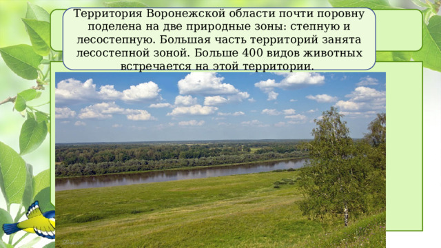 Территория Воронежской области почти поровну поделена на две природные зоны: степную и лесостепную. Большая часть территорий занята лесостепной зоной. Больше 400 видов животных встречается на этой территории. 