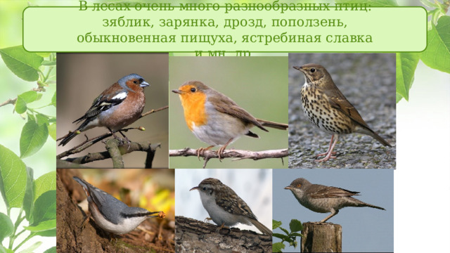 В лесах очень много разнообразных птиц: зяблик, зарянка, дрозд, поползень, обыкновенная пищуха, ястребиная славка и мн. др. 