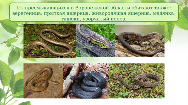 Из пресмыкающихся в Воронежской области обитают также: веретеница, прыткая ящерица, живородящая ящерица, медянка, гадюки, узорчатый полоз. 