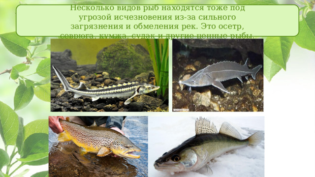Несколько видов рыб находятся тоже под угрозой исчезновения из-за сильного загрязнения и обмеления рек. Это осетр, севрюга, кумжа, судак и другие ценные рыбы. 