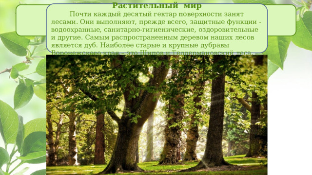 Растительный мир           Почти каждый десятый гектар поверхности занят лесами. Они выполняют, прежде всего, защитные функции - водоохранные, санитарно-гигиенические, оздоровительные и другие. Самым распространенным деревом наших лесов является дуб. Наиболее старые и крупные дубравы Воронежского края – это Шипов и Теллермановский леса. 