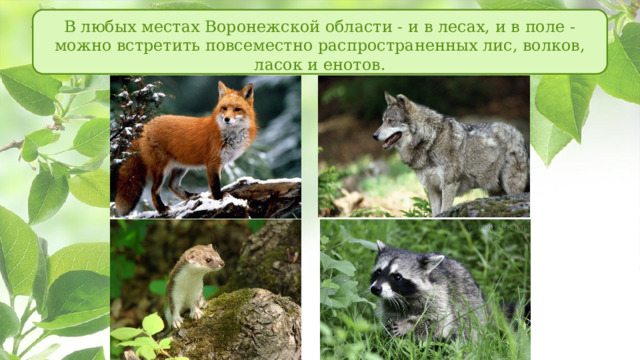 В любых местах Воронежской области - и в лесах, и в поле - можно встретить повсеместно распространенных лис, волков, ласок и енотов. 