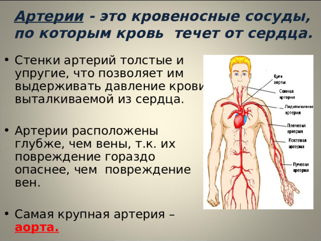 Презентация по биологии Строение и работа сердца