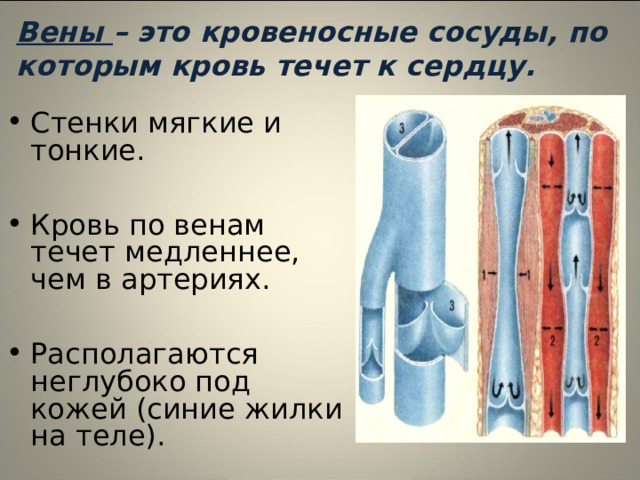 Презентация по биологии Строение и работа сердца