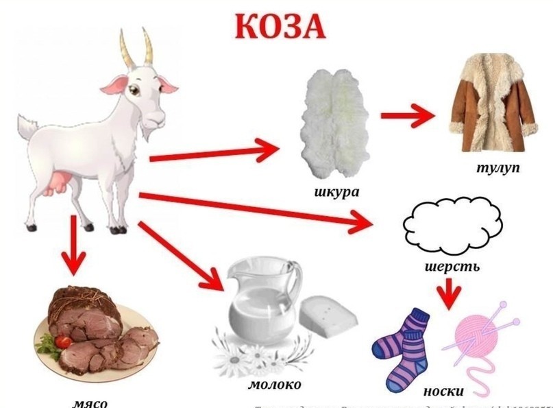 Проект роль домашних животных в жизни человека