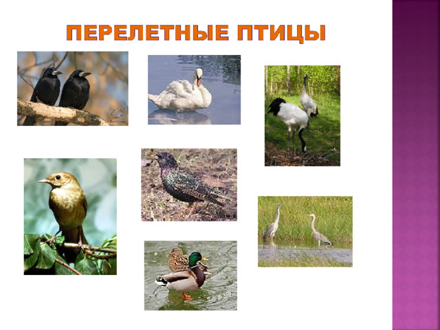 Презентация " Зимующие и перелетные птицы" 2 класс