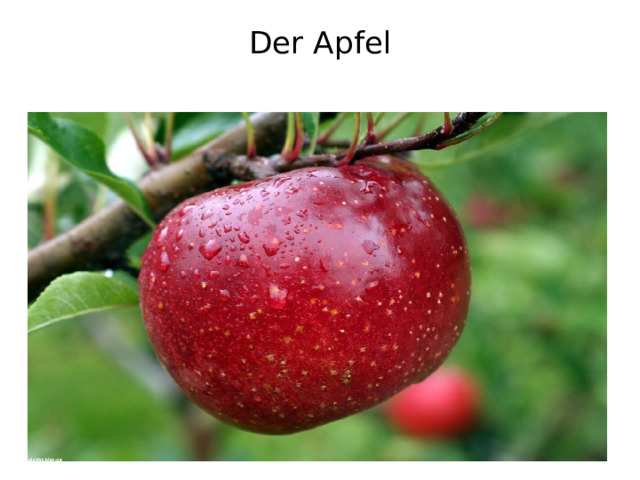 Der Apfel   