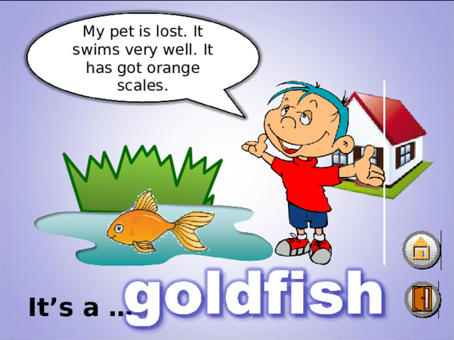 My pet is lost. It swims very well . It has got orange scales. It’s a … 