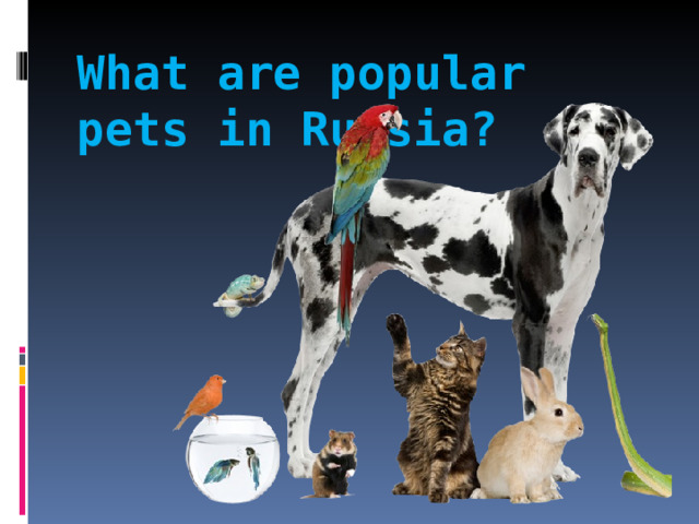 What are popular pets in Russia?   