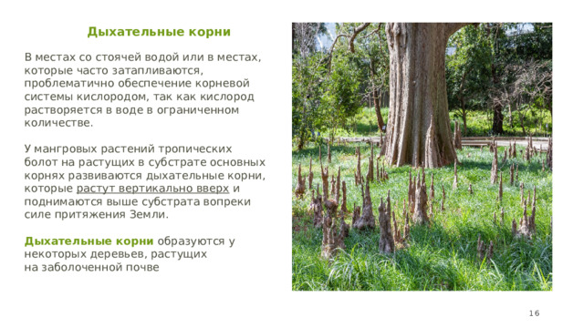 Произрастание корень