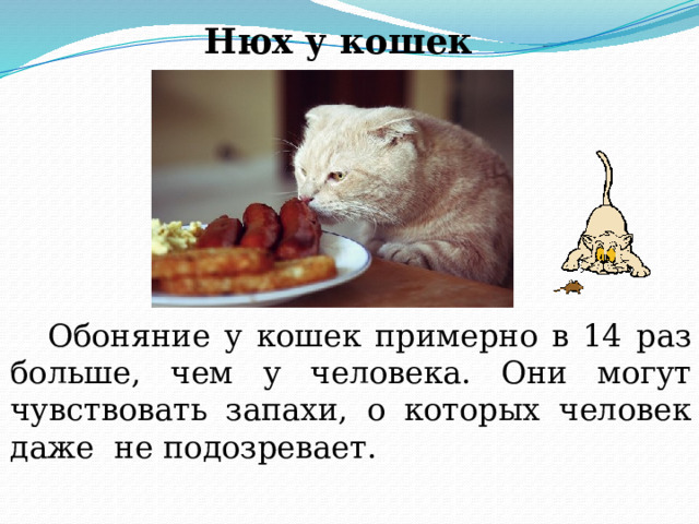 Коты чувствуют запахи