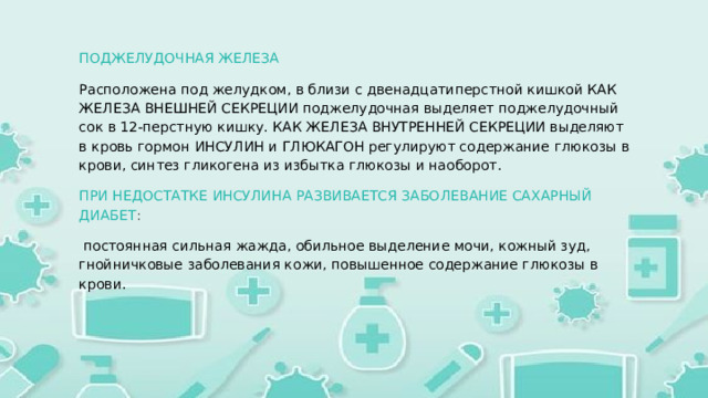 ПОДЖЕЛУДОЧНАЯ ЖЕЛЕЗА  Расположена под желудком, в близи с двенадцатиперстной кишкой КАК ЖЕЛЕЗА ВНЕШНЕЙ СЕКРЕЦИИ поджелудочная выделяет поджелудочный сок в 12-перстную кишку. КАК ЖЕЛЕЗА ВНУТРЕННЕЙ СЕКРЕЦИИ выделяют в кровь гормон ИНСУЛИН и ГЛЮКАГОН регулируют содержание глюкозы в крови, синтез гликогена из избытка глюкозы и наоборот. ПРИ НЕДОСТАТКЕ ИНСУЛИНА РАЗВИВАЕТСЯ ЗАБОЛЕВАНИЕ САХАРНЫЙ ДИАБЕТ :  постоянная сильная жажда, обильное выделение мочи, кожный зуд, гнойничковые заболевания кожи, повышенное содержание глюкозы в крови. 