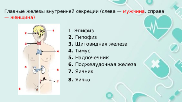  Главные железы внутренней секреции (слева — мужчина , справа  — женщина) 1. Эпифиз 2. Гипофиз 3. Щитовидная железа 4. Тимус 5. Надпочечник 6. Поджелудочная железа 7. Яичник 8. Яич ко 