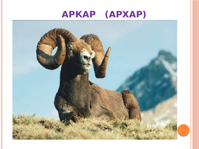  АРКАР (АРХАР)  