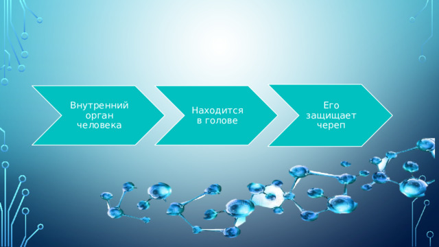 Его защищает череп Внутренний орган человека Находится в голове 