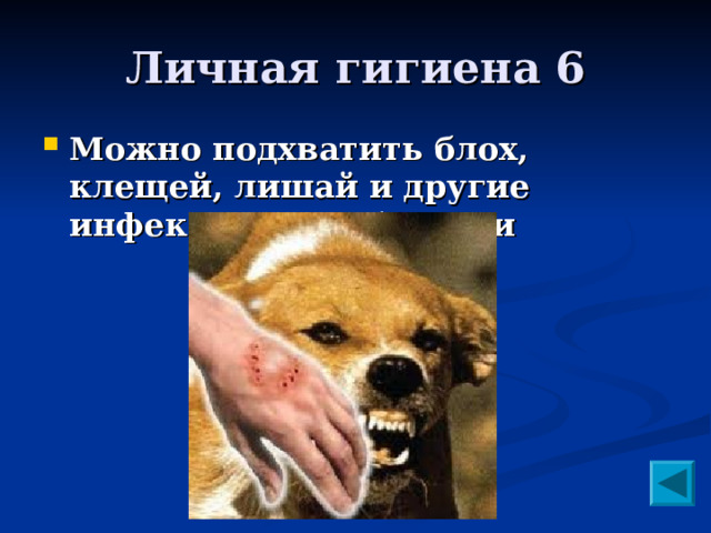 Личная гигиена 6 Можно подхватить блох, клещей, лишай и другие инфекционные болезни  