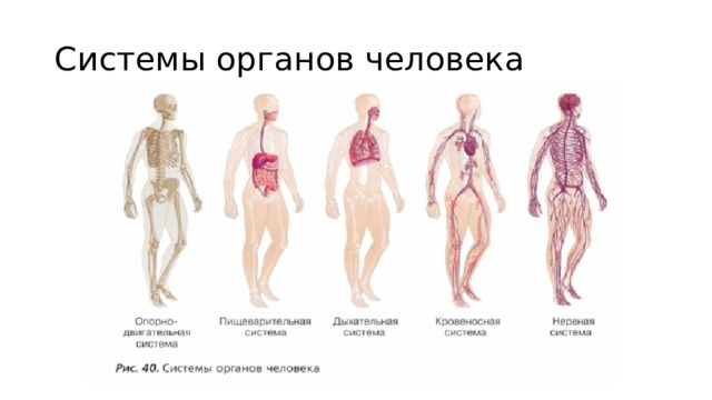 Системы органов человека 