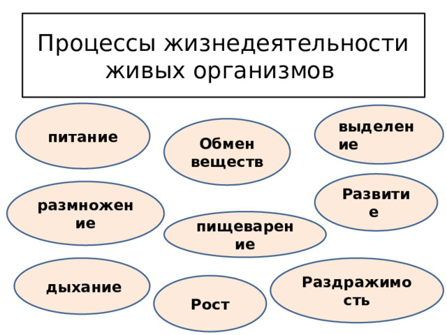 Жизнедеятельность организмов схема