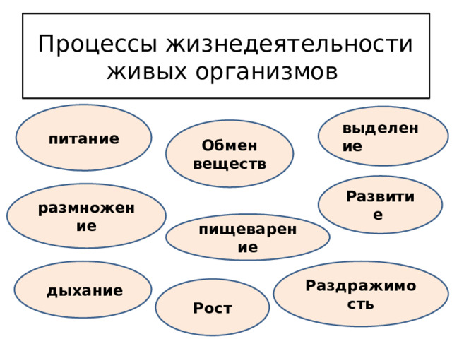 Процессы жизнедеятельности живых организмов питание выделение Обмен веществ Развитие размножение пищеварение  дыхание Раздражимость Рост 