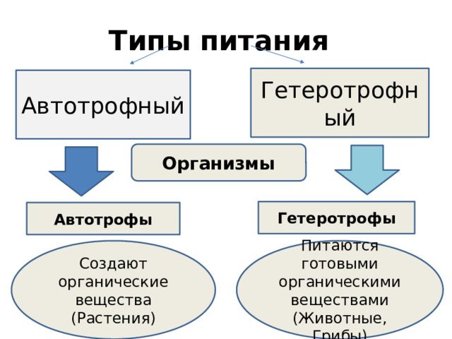 Принимая язык за органическое создание