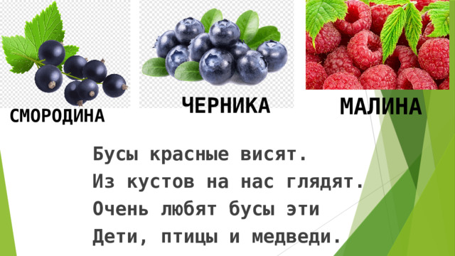 ЧЕРНИКА МАЛИНА СМОРОДИНА Бусы красные висят. Из кустов на нас глядят. Очень любят бусы эти Дети, птицы и медведи. 