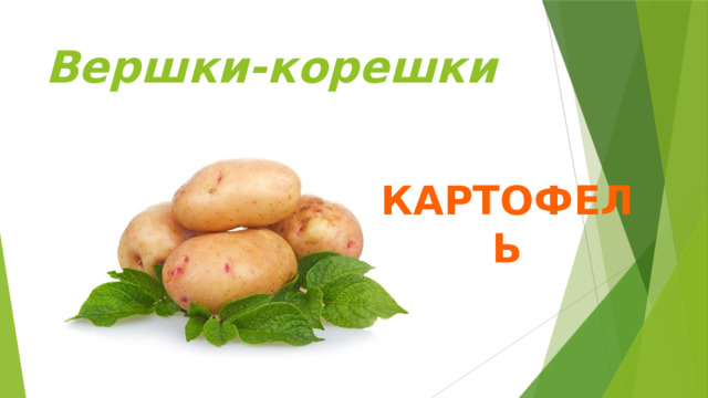 Вершки-корешки Картофель 