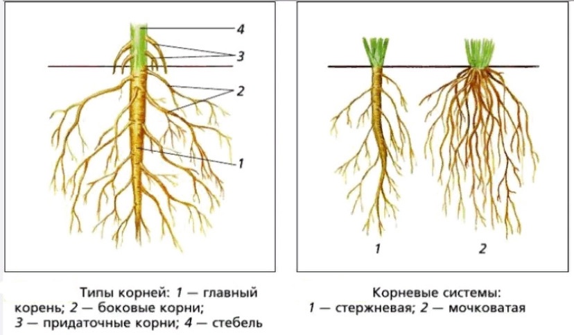 У двудольных растений мочковатая корневая система. Боковые корни. Боковые и придаточные корни. Придаточные боковые и главный корень. Боковые корни развиваются.