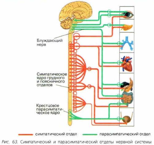 Симпатический и парасимпатический отделы нервной