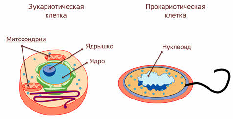 Этапы движения клетки. Полуавтономные органоиды клетки это. Митохондрии полуавтономные органоиды. Полуавтономные органоиды растительной клетки. Полуавтономные органеллы клетки.