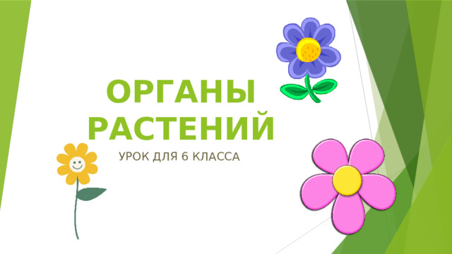 ОРГАНЫ РАСТЕНИЙ УРОК ДЛЯ 6 КЛАССА 