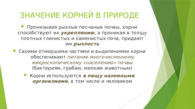 ЗНАЧЕНИЕ КОРНЕЙ В ПРИРОДЕ Пронизывая рыхлые песчаные почвы, корни способствуют их укреплению , а проникая в толщу плотных глинистых и каменистых почв, придают им рыхлость Своими отмершими частями и выделениями корни обеспечивают питание многочисленному микроскопическому «населению» почвы (бактериям, грибам, мелким животным) Корни используются в пищу наземными организмами , в том числе и человеком 