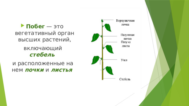 Побег  — это вегетативный орган высших растений,  включающий стебель  и расположенные на нем почки  и листья   