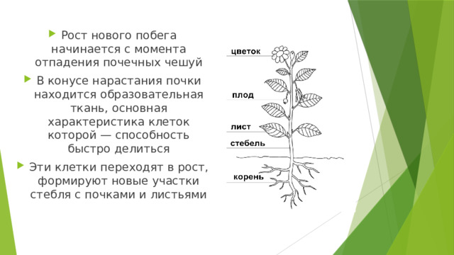 Рост нового побега начинается с момента отпадения почечных чешуй В конусе нарастания почки находится образовательная ткань, основная характеристика клеток которой — способность быстро делиться Эти клетки переходят в рост, формируют новые участки стебля с почками и листьями 
