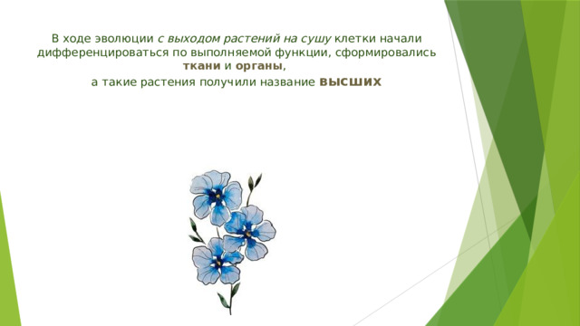 В ходе эволюции с выходом растений на сушу клетки начали дифференцироваться по выполняемой функции, сформировались ткани и органы ,  а такие растения получили название высших 