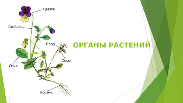 ОРГАНЫ РАСТЕНИЙ 