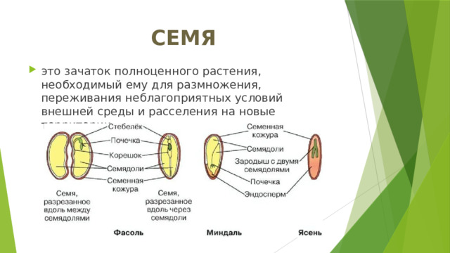 СЕМЯ это зачаток полноценного растения, необходимый ему для размножения, переживания неблагоприятных условий внешней среды и расселения на новые территории 