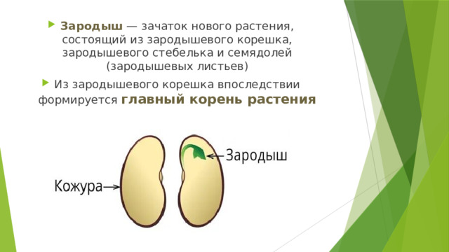 Зародыш — зачаток нового растения, состоящий из зародышевого корешка, зародышевого стебелька и семядолей (зародышевых листьев) Из зародышевого корешка впоследствии формируется главный корень растения 