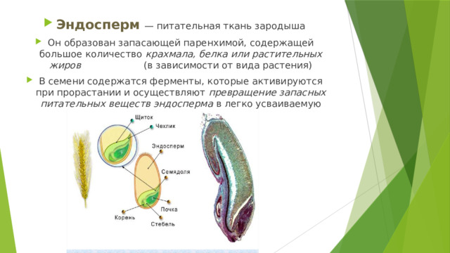 Эндосперм  — питательная ткань зародыша Он образован запасающей паренхимой, содержащей большое количество крахмала, белка или растительных жиров (в зависимости от вида растения) В семени содержатся ферменты, которые активируются при прорастании и осуществляют превращение запасных питательных веществ эндосперма в легко усваиваемую зародышем форму 
