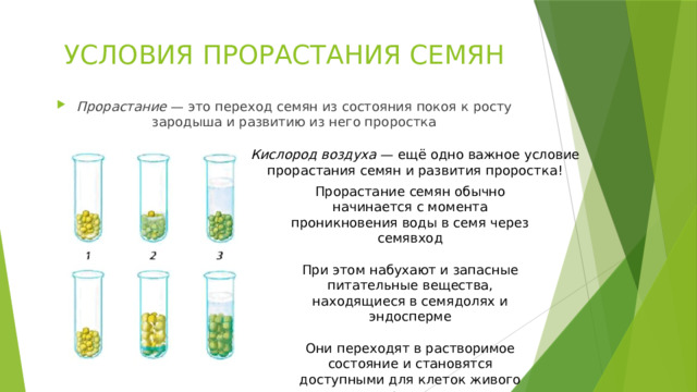УСЛОВИЯ ПРОРАСТАНИЯ СЕМЯН Прорастание — это переход семян из состояния покоя к росту зародыша и развитию из него проростка Кислород воздуха — ещё одно важное условие прорастания семян и развития проростка!   Прорастание семян обычно начинается с момента проникновения воды в семя через семявход При этом набухают и запасные питательные вещества, находящиеся в семядолях и эндосперме Они переходят в растворимое состояние и становятся доступными для клеток живого зародыша 