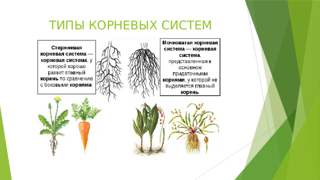 ТИПЫ КОРНЕВЫХ СИСТЕМ 
