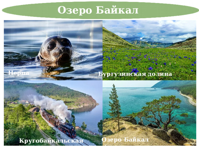 Озеро Байкал Нерпа Бургузинская долина Озеро Байкал Кругобайкальская железная дорога 