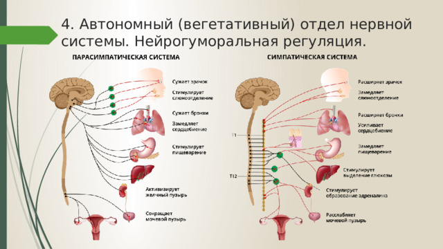 4. Автономный (вегетативный) отдел нервной системы. Нейрогуморальная регуляция.   