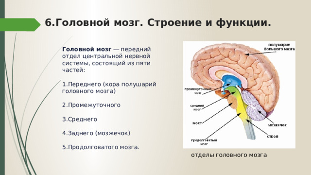 6.Головной мозг. Строение и функции.   Головной мозг  ― передний отдел центральной нервной системы, состоящий из пяти частей: Переднего (кора полушарий головного мозга) Промежуточного Среднего Заднего (мозжечок) Продолговатого мозга. отделы головного мозга 