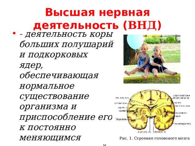 Высшая нервная деятельность ( ВНД ) - деятельность коры больших полушарий и подкорковых ядер, обеспечивающая нормальное существование организма и приспособление его к постоянно меняющимся условиям внешней среды Рис. 1. Строение головоного мозга 