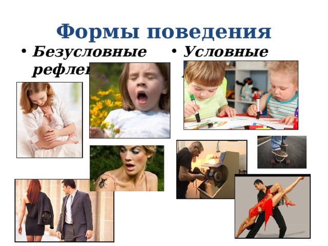 Формы поведения Безусловные рефлексы Условные рефлексы 
